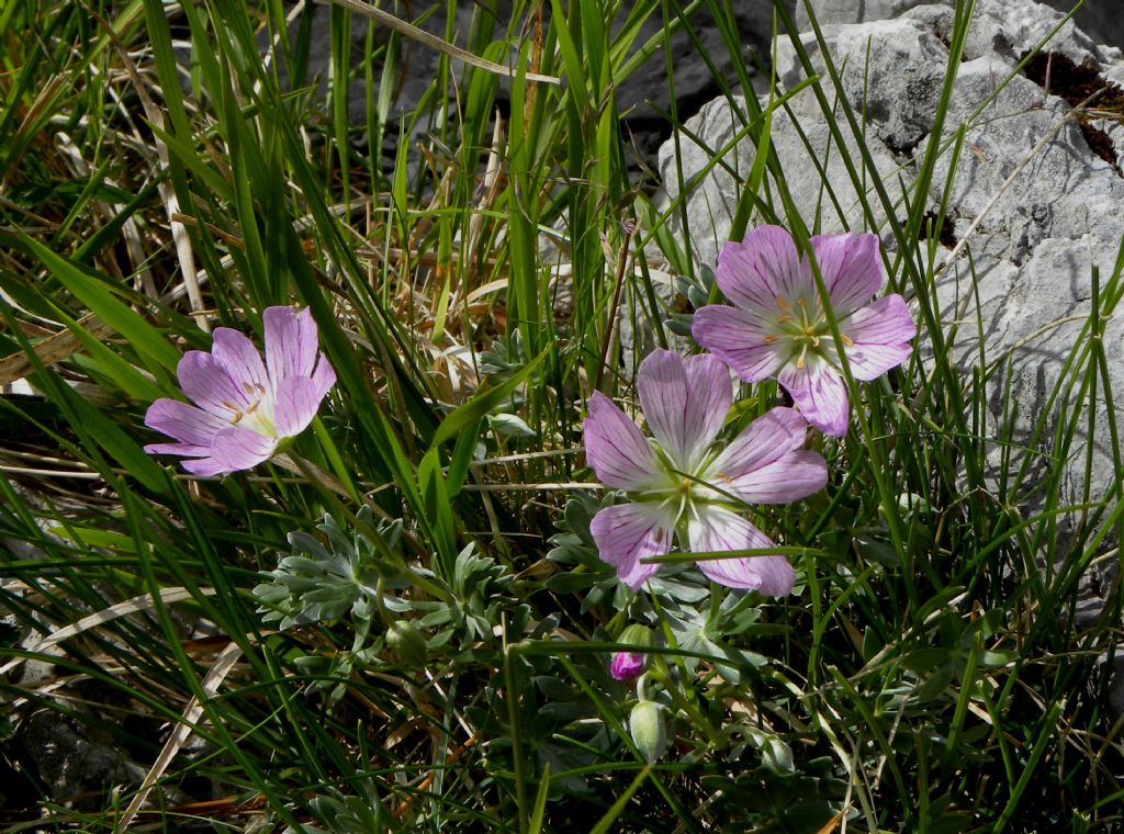 Geranium argenteum / Geranio argentino